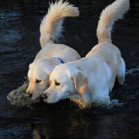 Foto 9 van een Golden Retriever