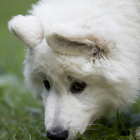 Hond Pepijn (2)