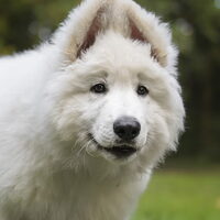 Hond Pepijn (1)