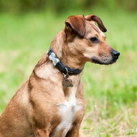Hond Puck (1)