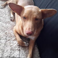 Foto 6 van een Podenco Andaluz