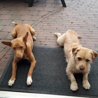 Foto 5 van een Podenco Andaluz