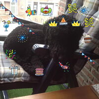 Foto 3 van een Labradoodle