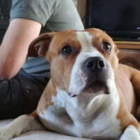 Foto 8 van een American Staffordshire Terrier