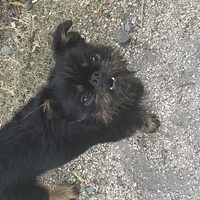 Foto 1 van een Griffon Bruxellois