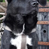 Foto 2 van een Japanse Akita