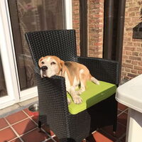 Foto 7 van een Beagle