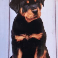 Foto 4 van een Rottweiler