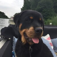 Foto 3 van een Rottweiler