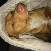 Foto 4 van een Podenco Andaluz