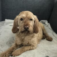 Foto 3 van een Basset Fauve de Bretagne