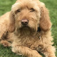 Foto 1 van een Basset Fauve de Bretagne