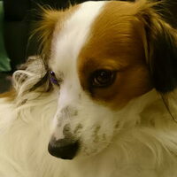 Foto 4 van een Kooikerhondje