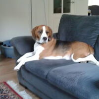 Foto 1 van een Beagle Harrier