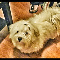 Foto 5 van een Coton de Tulear