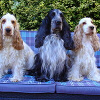 Foto 4 van een Engelse Cocker Spaniel