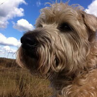 Foto 6 van een Irish Softcoated Wheaten Terriër