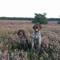 Foto 4 van een Duitse Staande Hond, Draadhaar