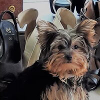 Foto 2 van een Yorkshire Terrier