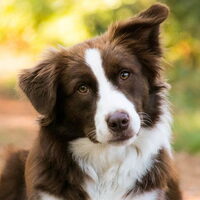 Foto 5 van een Australian Shepherd