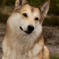 Foto 2 van een Laika, West Siberische