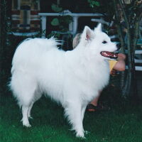 Foto 5 van een Grote Keeshond, wit