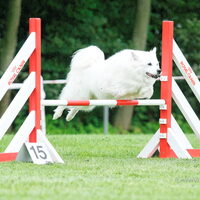 Foto 4 van een Grote Keeshond, wit