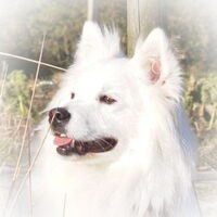 Foto 3 van een Grote Keeshond, wit
