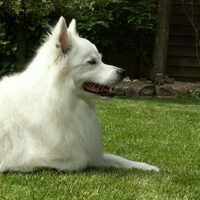 Foto 2 van een Grote Keeshond, wit