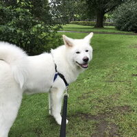 Foto 1 van een Japanse Akita