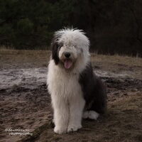 Foto 1 van een Old English Sheepdog