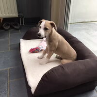 Foto 1 van een Whippet