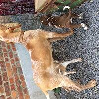 Foto 3 van een Bracco Italiano