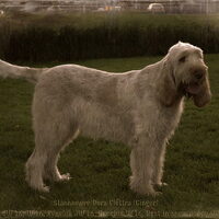 Foto 2 van een Spinone Italiano