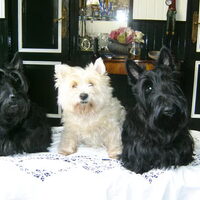 Foto 1 van een Schotse Terrier