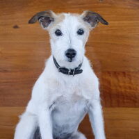 Foto 6 van een Parson Russell Terriër