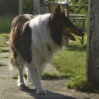 Foto 3 van een Schotse Herdershond, Langhaar