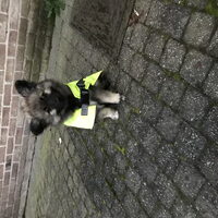 Foto 9 van een Grote Keeshond, wolfsgrijs