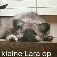 Foto 8 van een Grote Keeshond, wolfsgrijs