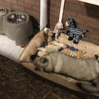 Foto 6 van een Grote Keeshond, wolfsgrijs