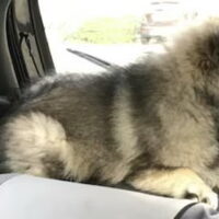 Foto 5 van een Grote Keeshond, wolfsgrijs