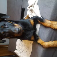 Foto 2 van een Beauceron
