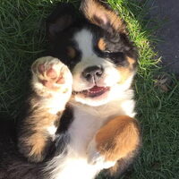 Foto 5 van een Berner Sennenhond