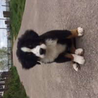 Foto 4 van een Berner Sennenhond