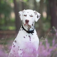 Foto 1 van een Dalmatische hond
