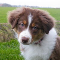 Foto 4 van een Australian Shepherd