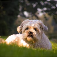 Foto 3 van een Boomer