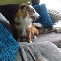 Hond Benji (1)