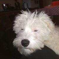 Foto 4 van een Maltezer