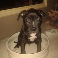 Hond Bentley (1)